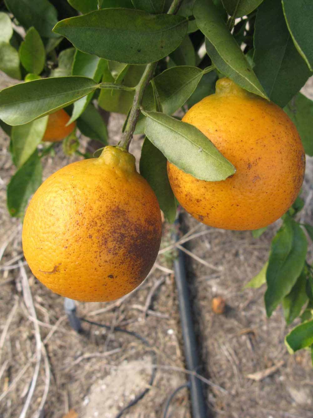            Fruit (Winter Haven, FL)   